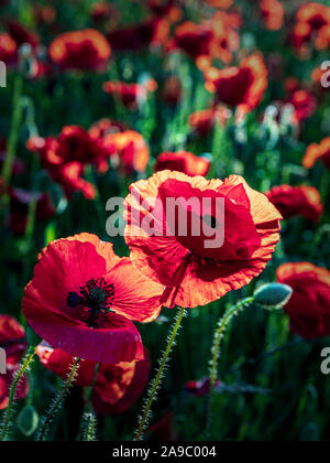 Backlit Red Poppies growing in a cornfield near the village of Hassop, Derbyshire Peak District.England, UK Stock Photo