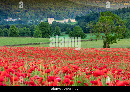 Beautiful red poppies set in the Derbyshire countryside with Chatsworth House in the distance, Baslow, Derbyshire Peak District, England, UK