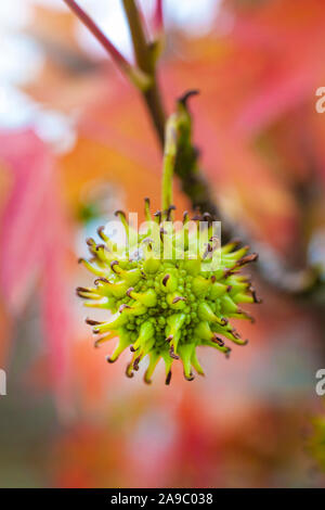 Knolling tree leaves blurred red maple and its fruit Stock Photo