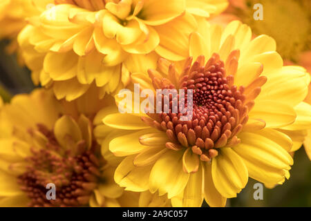 A close up studio photo of yellow mum flowers from a small bouquet. Stock Photo