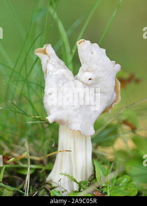 Helvella crispa, known as the white saddle, elfin saddle or common helvel, wild edible mushrooms from Finland Stock Photo