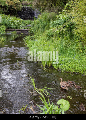 A female Mallard duck and her ducklings in the river of the grounds of the historic Harewood House and gardens near Leeds, West Yorkshire, England. Stock Photo