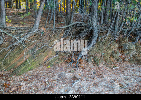 Several tree roots holding on the rocky shoreline erosion due to drought conditions at Lake Lanier, Georgia on a sunny day in autumn Stock Photo