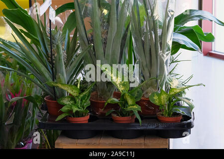 Houseplants in small pots in garden shop. Various green plants is sold in store. Planting of greenery. Stock Photo