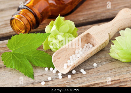Fresh green hop and globules Stock Photo