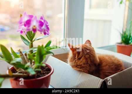Ginger cat lies in carton box on window sill and looks at street. Pet relaxing by plants at home. Stock Photo