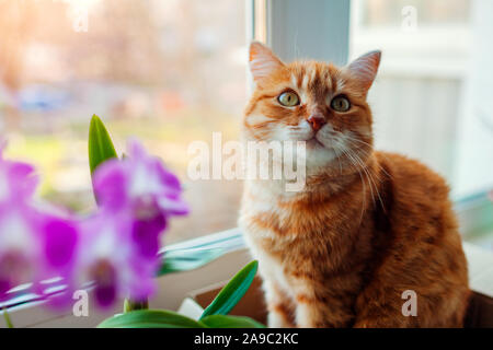 Ginger cat sitting in carton box on window sill at home. Pet relaxing by plants Stock Photo