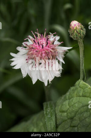 Close up of a pale pink Cornflower. Centaurea cyanus Stock Photo