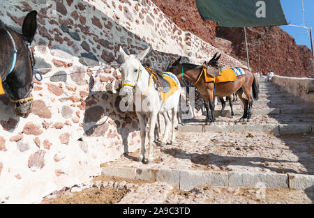 Donkeys saddled and tethered standing in sun waiting to be hired by tourists standing on steps at Oia on Greek island of Santorini. Stock Photo