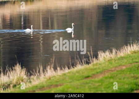 swans at Weser River near Oberweser, Upper Weser Valley, Weser Uplands, Weserbergland, Hesse, Germany; Stock Photo