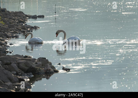 swans at Weser River near Oberweser, Upper Weser Valley, Weser Uplands, Weserbergland, Hesse, Germany; Stock Photo