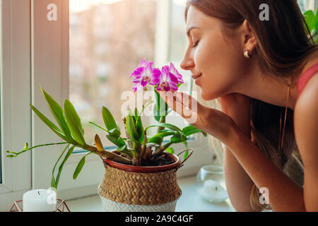 Woman smelling dendrobium orchid on window sill. Housewife taking care of home plants and flowers. Stock Photo