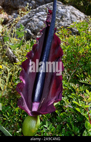 Dracunculus vulgaris (dragon arum) is endemic to the Balkans, parts of Greece including Crete, and the Aegean Islands, and parts of Anatolia. Stock Photo