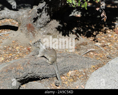 Squirrels in Yosemite National Park in the USA Stock Photo