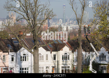 Tree surgeons take down a dead 100 year-old ash tree from opposite suburban houses on Ruskin Park, a green space overlooking the capital in the London borough of Lambeth, on 13th November 2019, in London, England. Stock Photo