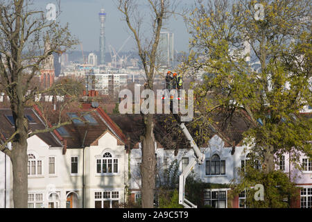 Tree surgeons take down a dead 100 year-old ash tree from opposite suburban houses on Ruskin Park, a green space overlooking the capital in the London borough of Lambeth, on 13th November 2019, in London, England. Stock Photo