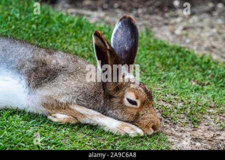 Mountain hare, Lepus timidus, also known as the white hare. Stock Photo