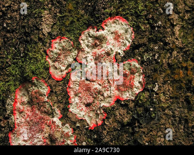 Lichens are organisms containing symbiotic relationships or colonies of algae and fungus. Stock Photo