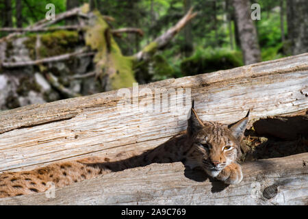 Sleepy Eurasian lynx (Lynx lynx) resting in hollow fallen tree trunk in forest Stock Photo