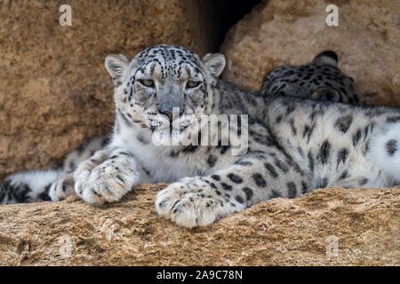 Snow leopard / ounce (Panthera uncia / Uncia uncia) pair resting on rock ledge in cliff face, native to the mountain ranges of Asia Stock Photo