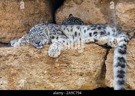 Snow leopard / ounce (Panthera uncia / Uncia uncia) pair sleeping on rock ledge in cliff face, native to the mountain ranges of Asia Stock Photo