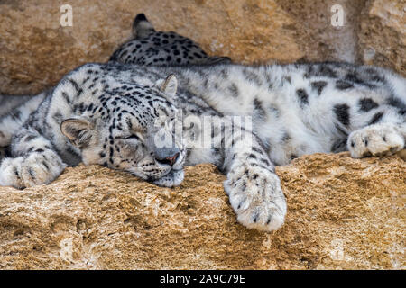 Snow leopard / ounce (Panthera uncia / Uncia uncia) pair sleeping on rock ledge in cliff face, native to the mountain ranges of Asia Stock Photo