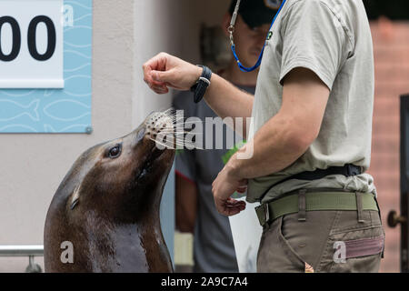 Zookeeper feeding sea lion, Ljubljana Zoo, Slovenia Stock Photo