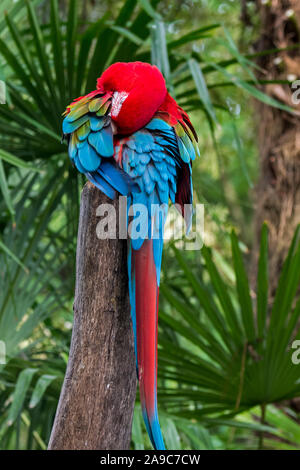 Red-and-green macaw / green-winged macaw (Ara chloropterus) preening feathers, native to northern and central South America Stock Photo