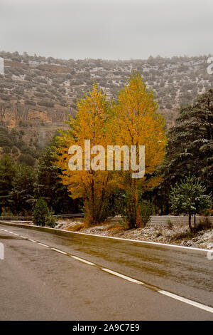 Yellow autumnal trees aside a main road in wet snowy conditions Stock Photo