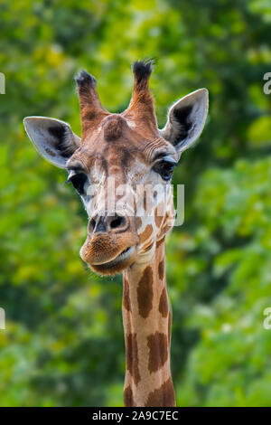 Close-up of male northern giraffe / three-horned giraffe (Giraffa camelopardalis) showing ossicones, horn-like protuberances, native to North Africa Stock Photo