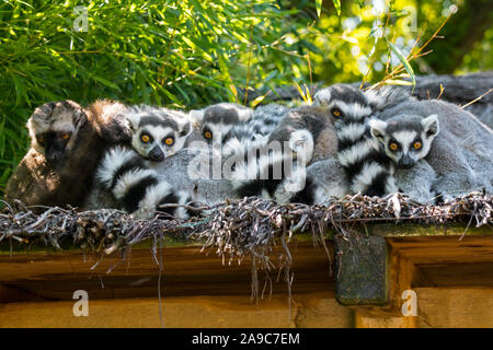 Troop / group of ring-tailed lemurs (Lemur catta) resting of roof, primates native to Madagascar, Africa Stock Photo