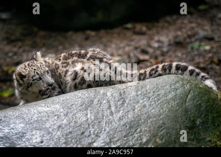 Snow leopard cub (Panthera uncia). Young snow leopard. Stock Photo