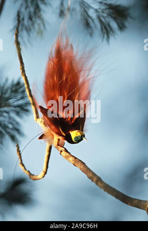 Raggiana Bird-of-paradise (Paradisaea raggiana) adult male displaying  Varirata National Park, Papua New Guinea      June Stock Photo