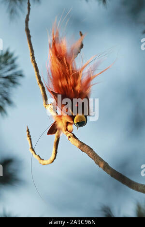 Raggiana Bird-of-paradise (Paradisaea raggiana) adult male displaying  Varirata National Park, Papua New Guinea      June Stock Photo