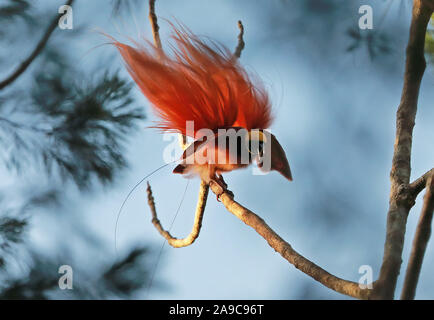 Raggiana Bird-of-paradise (Paradisaea raggiana) adult male displaying  Varirata National Park, Papua New Guinea      June Stock Photo