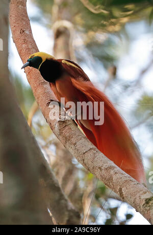 Raggiana Bird-of-paradise (Paradisaea raggiana) adult male perched on branch  Varirata National Park, Papua New Guinea      June Stock Photo