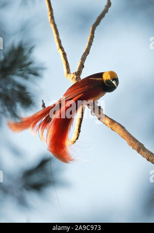 Raggiana Bird-of-paradise (Paradisaea raggiana) adult male perched on branch  Varirata National Park, Papua New Guinea      June Stock Photo