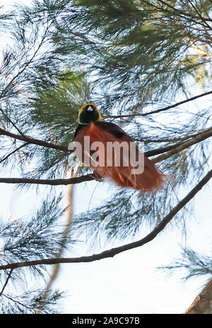 Raggiana Bird-of-paradise (Paradisaea raggiana) adult male perched on branch  Varirata National Park, Papua New Guinea      June Stock Photo