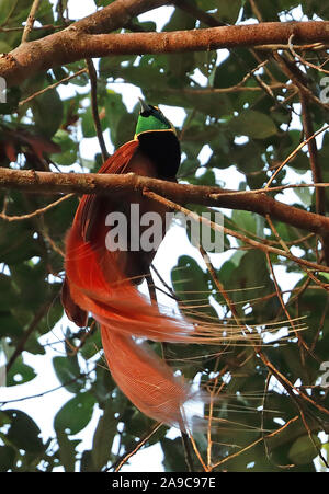 Raggiana Bird-of-paradise (Paradisaea raggiana) adult male perched on branch  Varirata National Park, Papua New Guinea      June Stock Photo