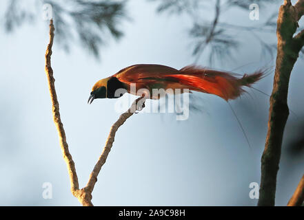 Raggiana Bird-of-paradise (Paradisaea raggiana) adult male displaying  Varirata National Park, Papua New Guinea      June Stock Photo