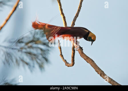 Raggiana Bird-of-paradise (Paradisaea raggiana) adult male displaying  Varirata National Park, Papua New Guinea      June Stock Photo