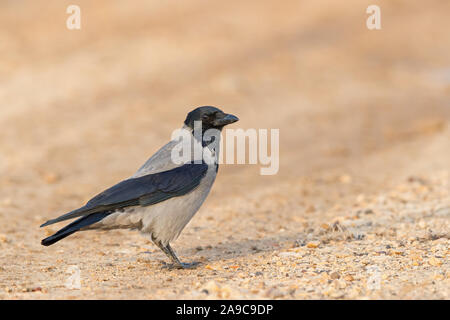 Nebelkrähe, Corvus corone cornix, Corvus cornix, Stock Photo