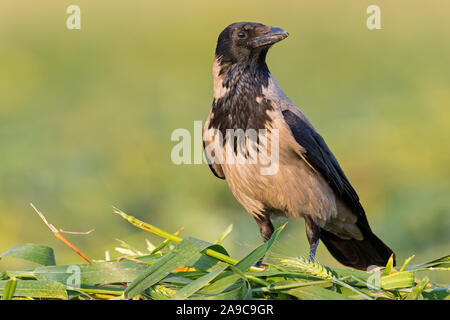 Nebelkrähe, Corvus corone cornix, Corvus cornix, Stock Photo