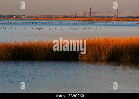 Salt marsh grasses in autumn at Jamaica Bay Wildlife Refuge Stock Photo