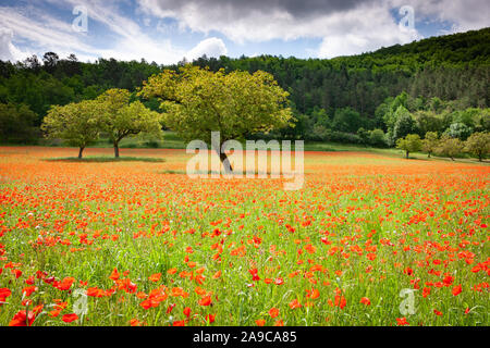 Walnut trees in a field of wild red poppies Stock Photo