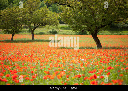 Walnut trees in a field of wild red poppies Stock Photo