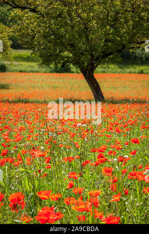 Walnut trees in a field of wild red poppies Stock Photo