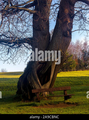 Large old Sweet Chestnut tree with large hole in its trunk and park bench at its base in shade with sunlit green grass behind and blue sky above. Stock Photo