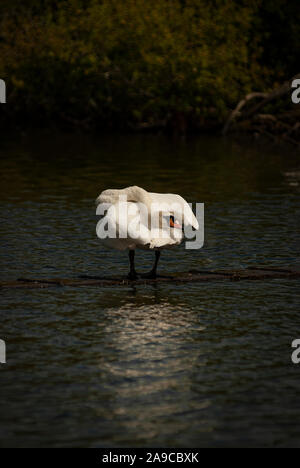 Single, male swan, cob, alert, standing in the middle of a lake, neck stretched backwards over its body, looking at the camera, Stock Photo