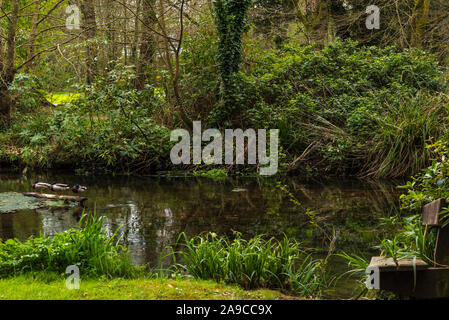 three mallard ducks sleeping on a log in the middle of a river, together in a line, park bench close by, surrounded by lush green foliage Stock Photo